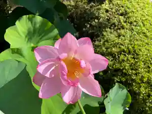 梅香寺(三重県)(2023年07月25日(火) 09時21分28秒投稿)