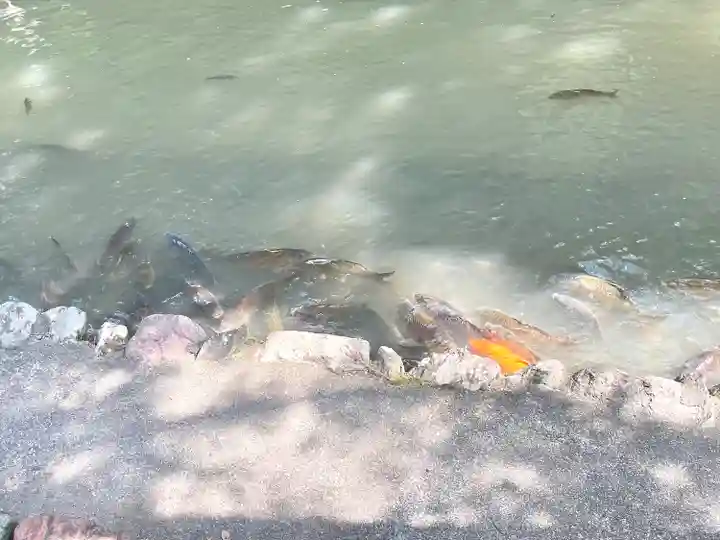 大縣神社の動物