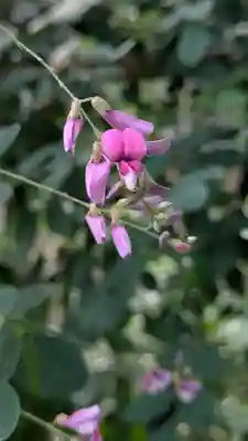 梨木神社(京都府)