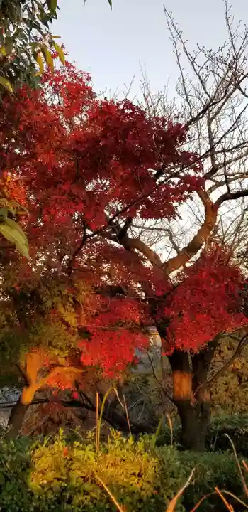 題経寺(柴又帝釈天)の自然