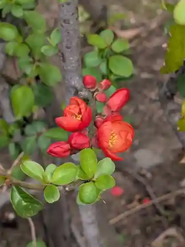白山神社(東京都)