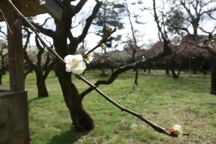 北野天満宮の自然