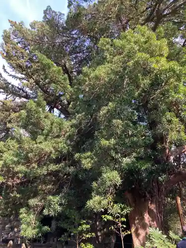 浄光明寺の自然
