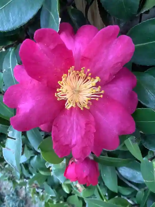 尾張猿田彦神社の自然
