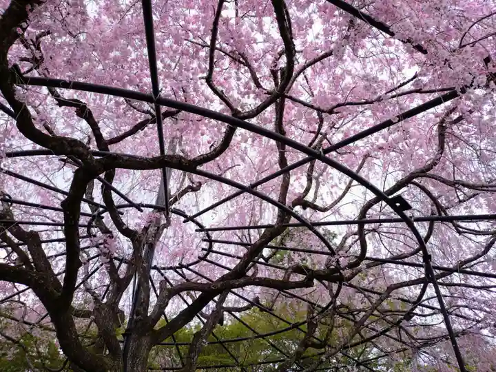 退蔵院(京都府)