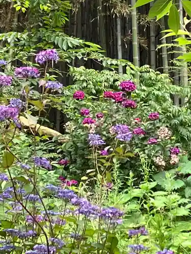 大山祇神社の自然
