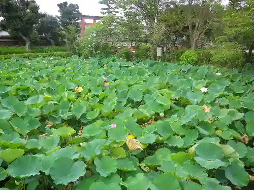 鶴岡八幡宮の自然