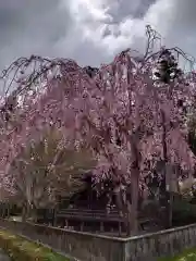 高野山金剛峯寺の自然