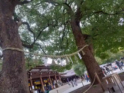 明治神宮の自然