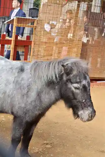 神田神社（神田明神）の動物