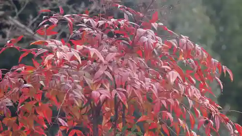 鹿苑寺（金閣寺）の自然