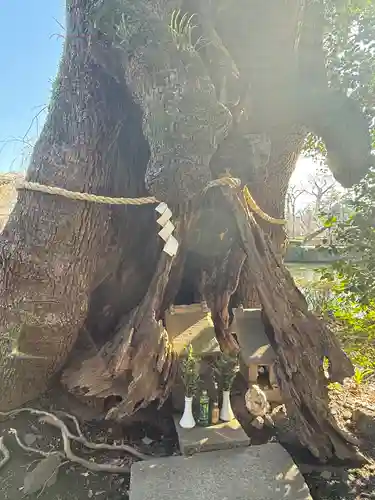 三嶋大社(静岡県)