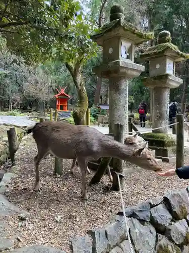 春日大社の動物