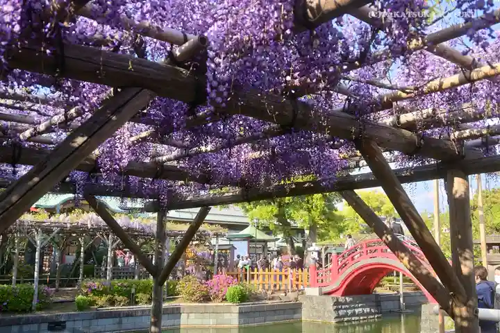 亀戸天神社の庭園