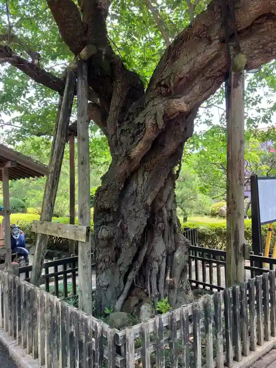 大松寺(神奈川県)