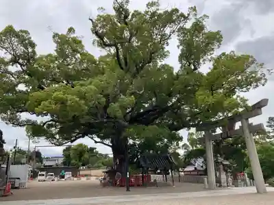 百舌鳥八幡宮(大阪府)