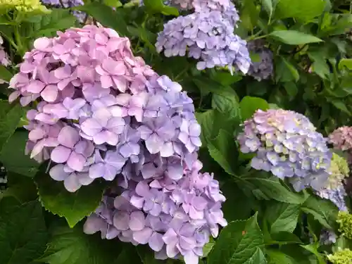 三室戸寺の自然