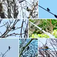 釧路一之宮 厳島神社の動物