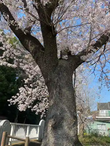 氷川女體神社の自然