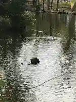 武蔵一宮氷川神社の{uncategorized: "未分類", other: "その他", undefined: "問題あり", building: "その他建物", grave: "お墓", sacred_gate: "鳥居", guardian: "狛犬", statue: "像", buddha: "仏像", history: "歴史", nature: "自然", garden: "庭園", animal: "動物", pagoda: "塔", temizu: "手水舎", mountain_gate: "山門・神門", sanctuary: "本殿・本堂", subordinate: "末社・摂社", art: "芸術", scenery: "景色", jizo: "地蔵", ema: "絵馬", goshuin: "御朱印", omikuji: "おみくじ", items: "授与品その他", amulet: "お守り", goshuincho: "御朱印帳", eats: "食事", festival: "お祭り", votive_dance: "神楽", shichigosan: "七五三参", wedding: "結婚式", experience: "体験その他", initially: "初詣", around: "周辺", anti_infection: "感染症対策"}