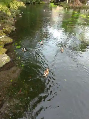 富士山本宮浅間大社の動物