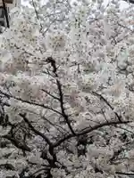 秋葉神社の自然