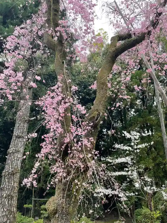 平安神宮の自然