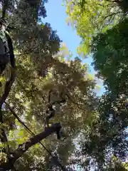 代々木八幡宮の自然