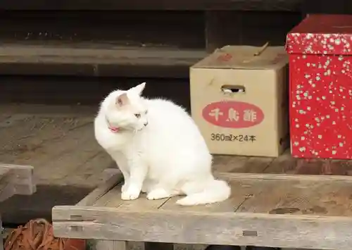 梅宮大社の動物
