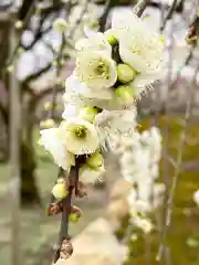 北野天満宮の自然