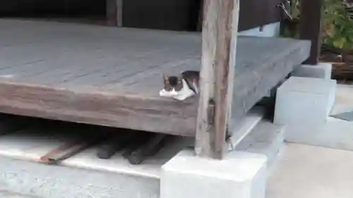 加茂神社の動物