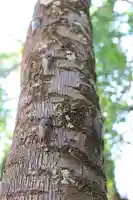 三津厳島神社(愛媛県)