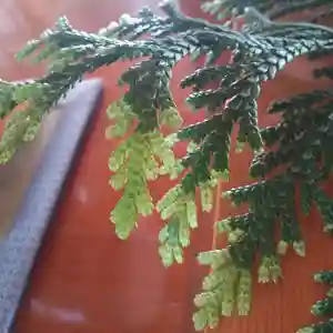 七重浜海津見神社(北海道)(2024年05月20日(月) 08時16分43秒投稿)