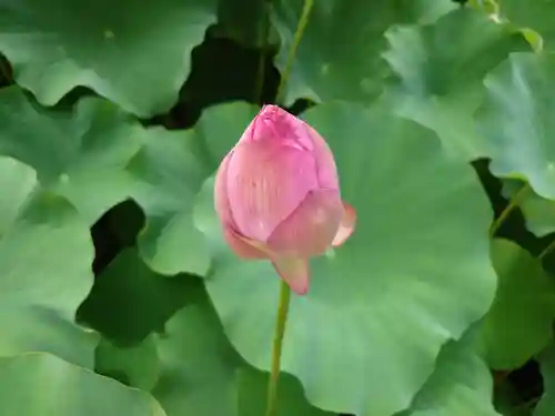 伊賀八幡宮(愛知県)