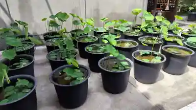 行願寺（革堂）(京都府)