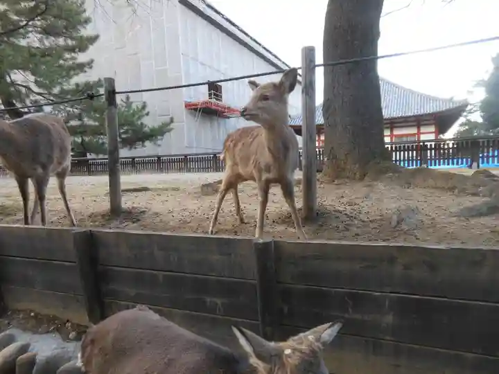興福寺 南円堂の動物