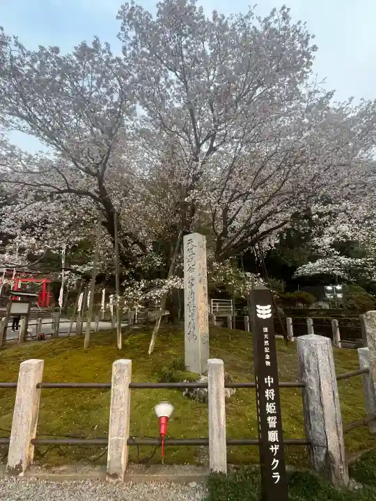 願成寺の{uncategorized: "未分類", other: "その他", undefined: "問題あり", building: "その他建物", grave: "お墓", sacred_gate: "鳥居", guardian: "狛犬", statue: "像", buddha: "仏像", history: "歴史", nature: "自然", garden: "庭園", animal: "動物", pagoda: "塔", temizu: "手水舎", mountain_gate: "山門・神門", sanctuary: "本殿・本堂", subordinate: "末社・摂社", art: "芸術", scenery: "景色", jizo: "地蔵", ema: "絵馬", goshuin: "御朱印", omikuji: "おみくじ", items: "授与品その他", amulet: "お守り", goshuincho: "御朱印帳", eats: "食事", festival: "お祭り", votive_dance: "神楽", shichigosan: "七五三参", wedding: "結婚式", experience: "体験その他", initially: "初詣", around: "周辺", anti_infection: "感染症対策"}