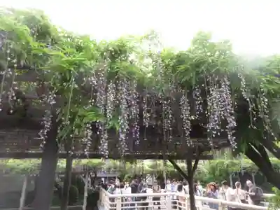 亀戸天神社(東京都)