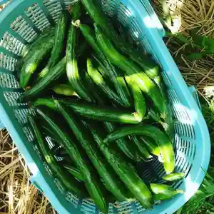滑川神社 - 仕事と子どもの守り神のお祭り(2020年07月14日(火) 23時13分00秒投稿)