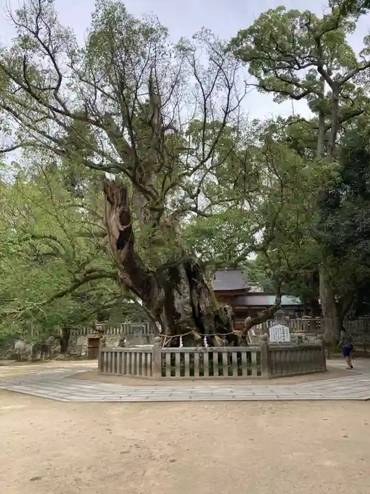 大山祇神社の自然