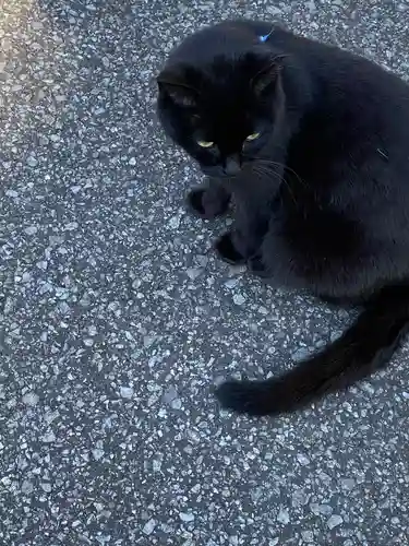 唐澤山神社の動物
