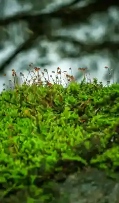 穂高神社奥宮(長野県)