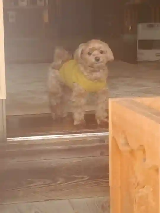 千代ケ岡八幡宮の動物