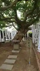 龍口明神社の自然