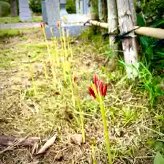 勝覚寺の自然