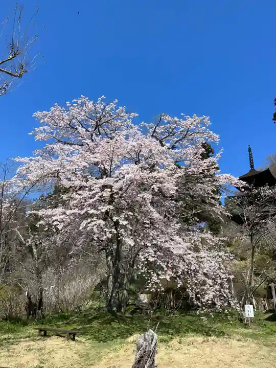 国宝 大法寺の自然