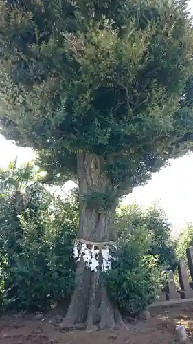 東雷神社の自然