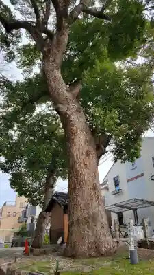 熊野三社の{uncategorized: "未分類", other: "その他", undefined: "問題あり", building: "その他建物", grave: "お墓", sacred_gate: "鳥居", guardian: "狛犬", statue: "像", buddha: "仏像", history: "歴史", nature: "自然", garden: "庭園", animal: "動物", pagoda: "塔", temizu: "手水舎", mountain_gate: "山門・神門", sanctuary: "本殿・本堂", subordinate: "末社・摂社", art: "芸術", scenery: "景色", jizo: "地蔵", ema: "絵馬", goshuin: "御朱印", omikuji: "おみくじ", items: "授与品その他", amulet: "お守り", goshuincho: "御朱印帳", eats: "食事", festival: "お祭り", votive_dance: "神楽", shichigosan: "七五三参", wedding: "結婚式", experience: "体験その他", initially: "初詣", around: "周辺", anti_infection: "感染症対策"}