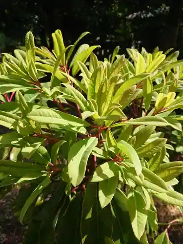 賀羅加波神社の自然