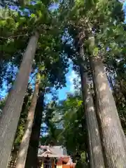 須山浅間神社の自然